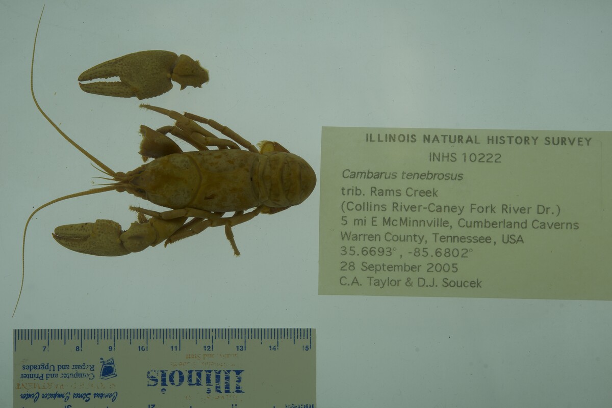 Cambarus tenebrosus image